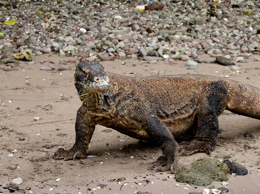 Komodo Dragon